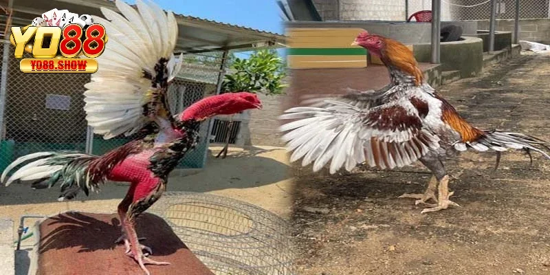 Chân là vũ khí quan trọng của gà chiến trong mỗi trận đấu
