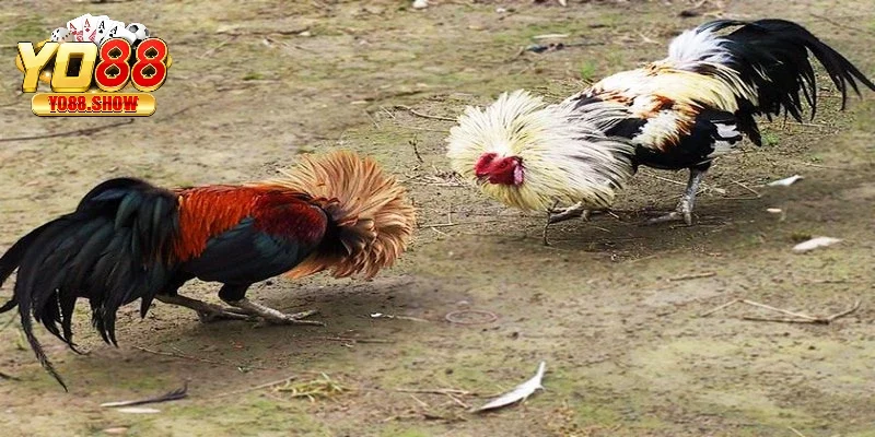 Đá gà là một hình thức giải trí phổ biến được nhiều thành viên ưa chuộng