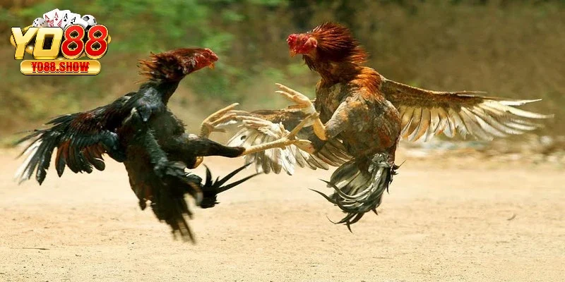 Trả thưởng cạnh tranh khi xem tường thuật trận đấu đá gà